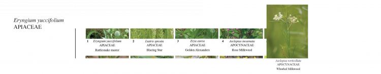 Anatomía de una Guía de Campo5