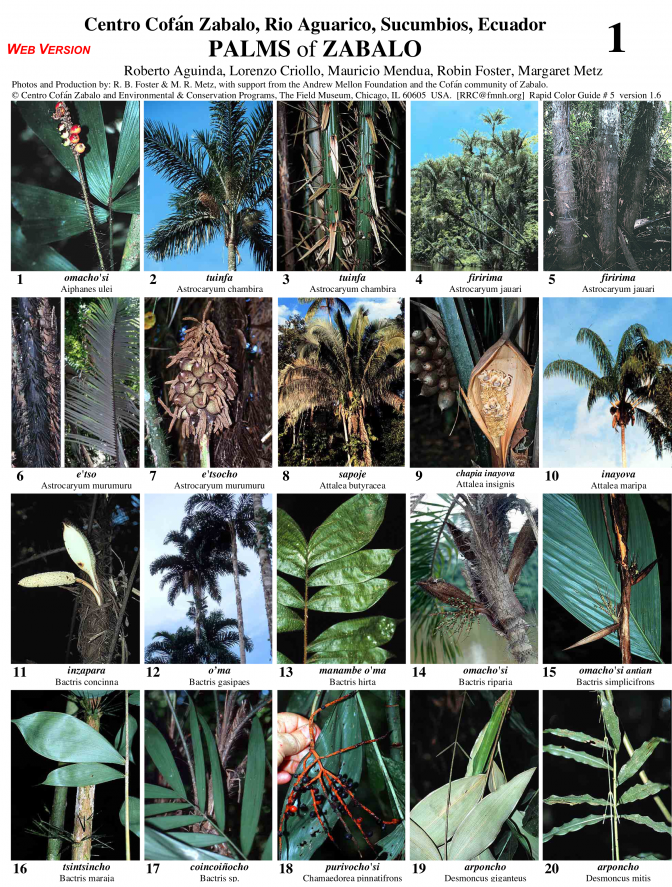 Sucumbíos -- Zabalo Cofán Palms
