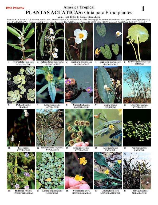 Aquatic Plants for beginners