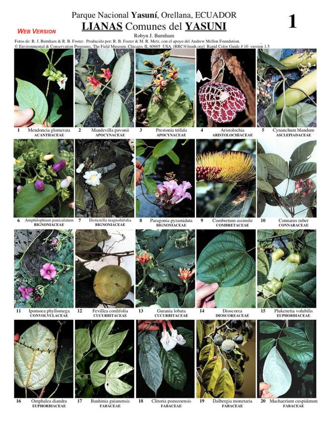 Orellana -- Yasuní Lianas common