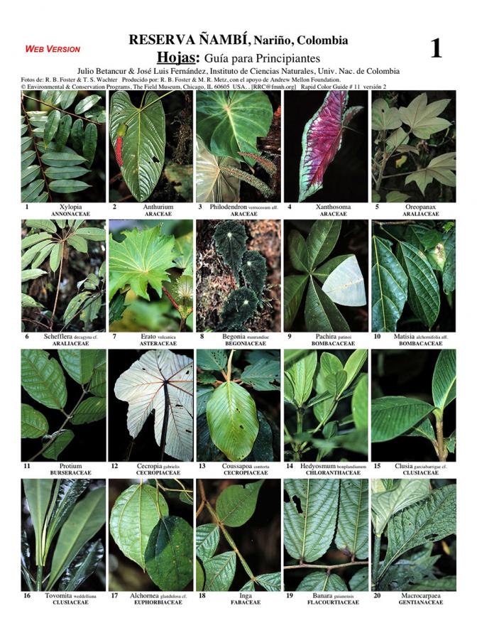 Nariño -- Reserva Ñambi Leaves for beginners