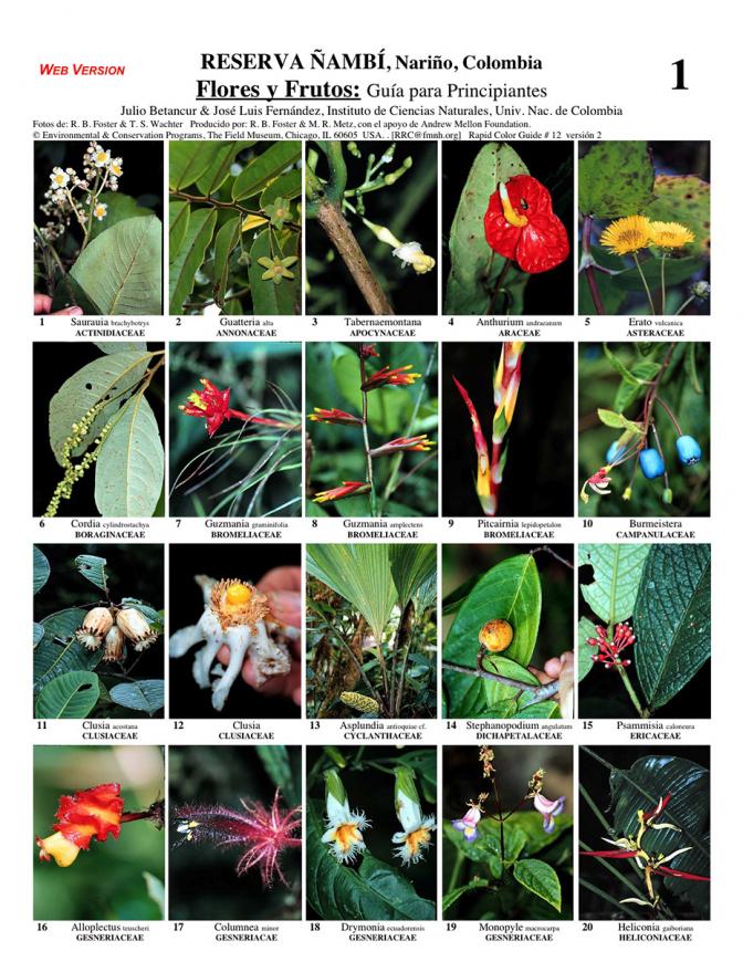 Nariño -- Reserva Ñambi Flowers & Fruits