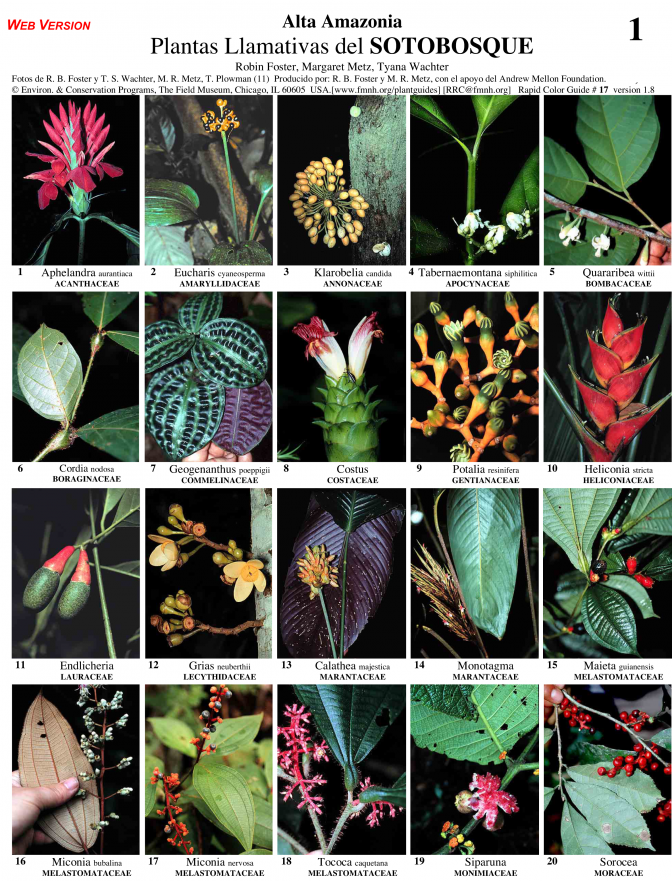Understory conspicuous plants