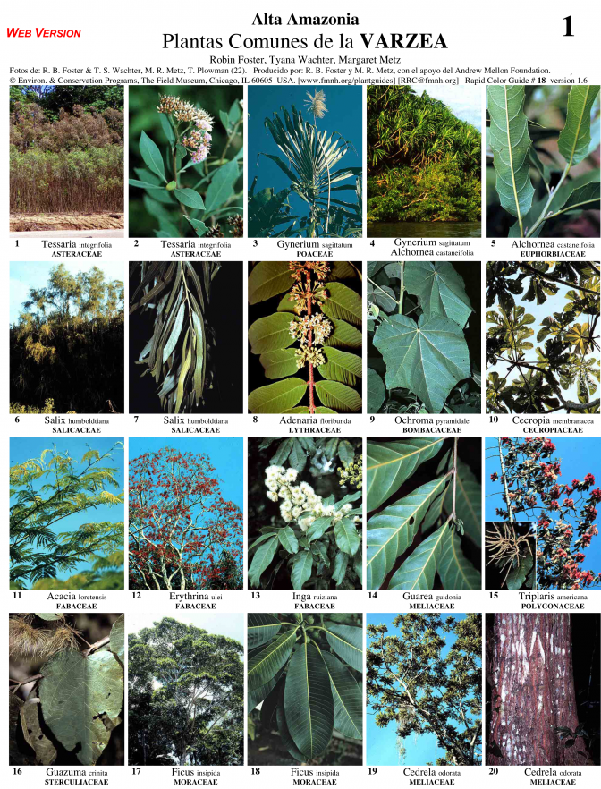 Varzea [Floodplain] common plants