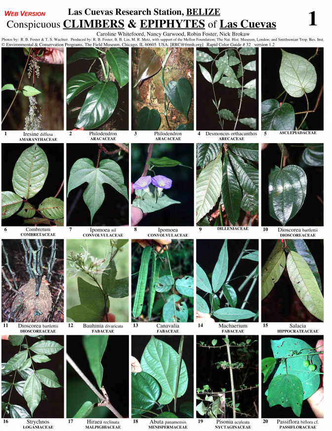Cayo District -- Las Cuevas Climbers & Epiphytes