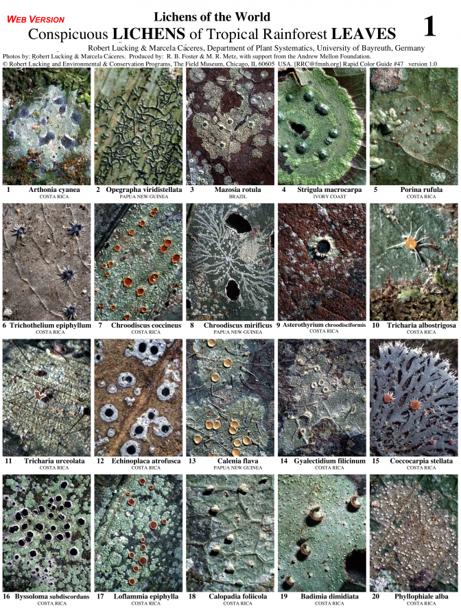 Lichens on Leaves