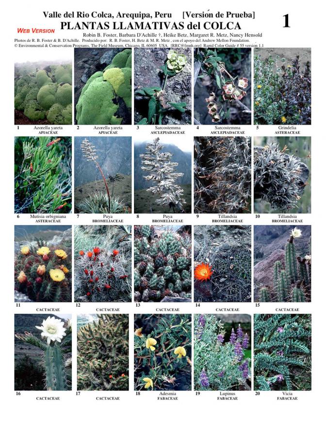 Arequipa -- Valle del Colca Conspicuous Plants