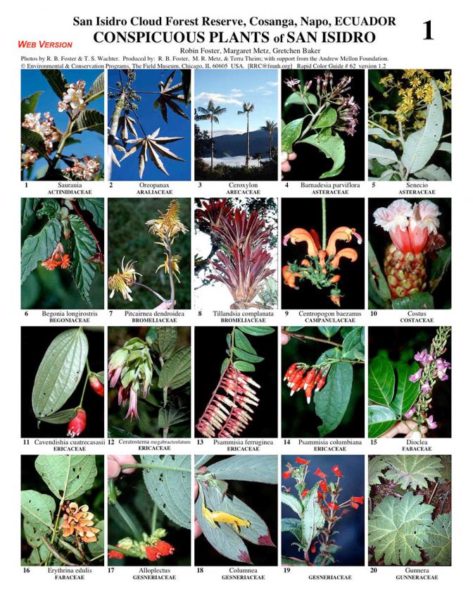 Napo -- Cosanga, San Isidro Conspicuous Plants