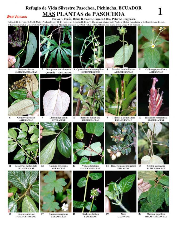 Pichincha -- Refugio Pasochoa More Plants