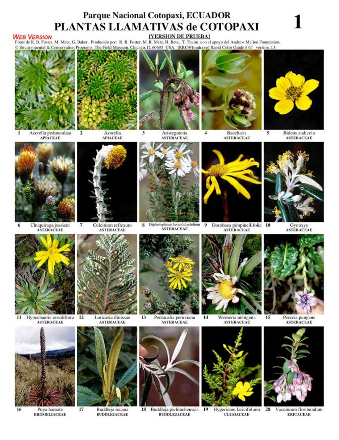 Cotopaxi -- Volcán Cotopaxi Conspicuous Plants