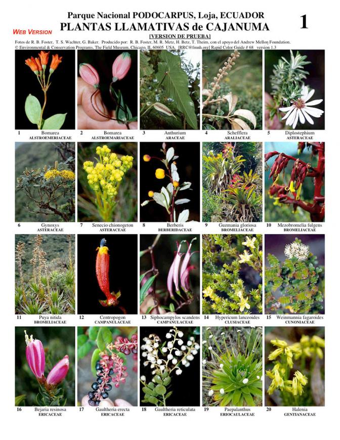 Loja -- Podocarpus Park - Cajanuma Conspicuous Plants