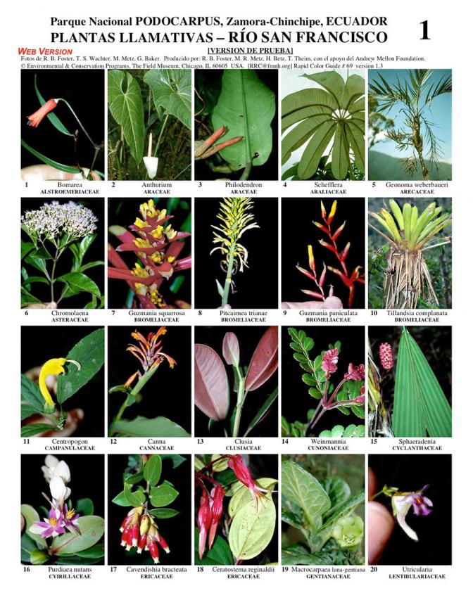 Loja, Zamora -- Podocarpus Park, San Francisco River Conspicuous Plants