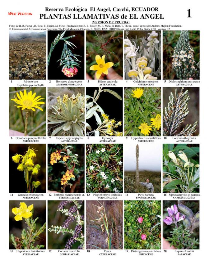 Carchi -- Reserva El Angel Conspicuous Plants