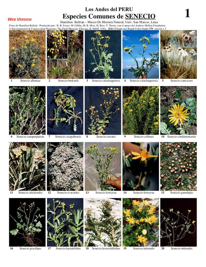 Senecio of Peru - common species