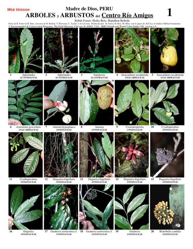 Madre de Dios -- Los Amigos Trees & Shrubs