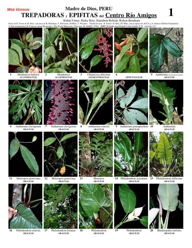 Madre de Dios -- Los Amigos Climbers & Epiphytes
