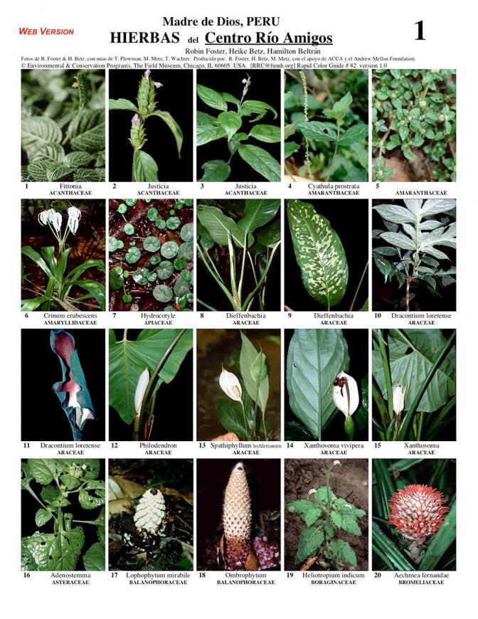Madre de Dios -- Los Amigos Herbs