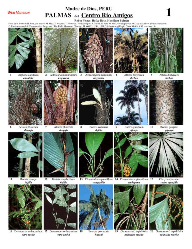 Madre de Dios -- Los Amigos Palms