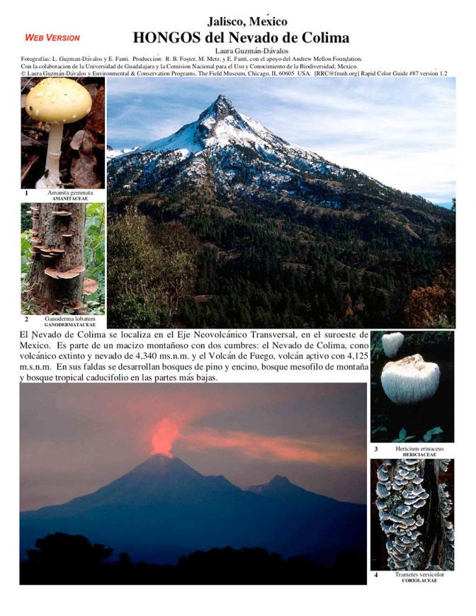 Jalisco -- Nevado Colima Mushrooms