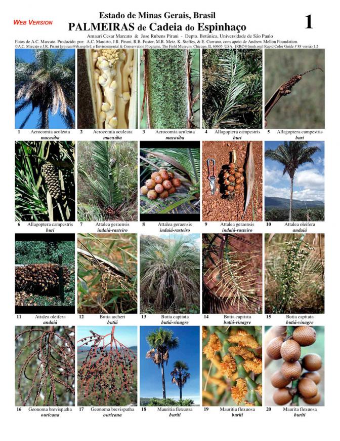 Minas Gerais -- Cadeia Espinhaço Palms