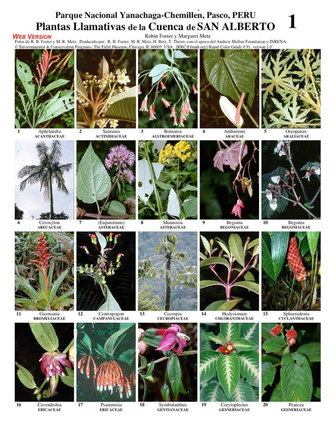 Pasco -- Yanachaga, San Alberto Conspicuous Plants