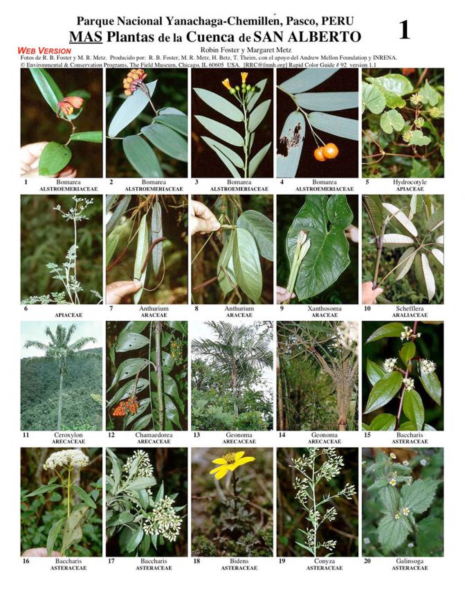 Pasco -- Yanachaga, San Alberto More Plants