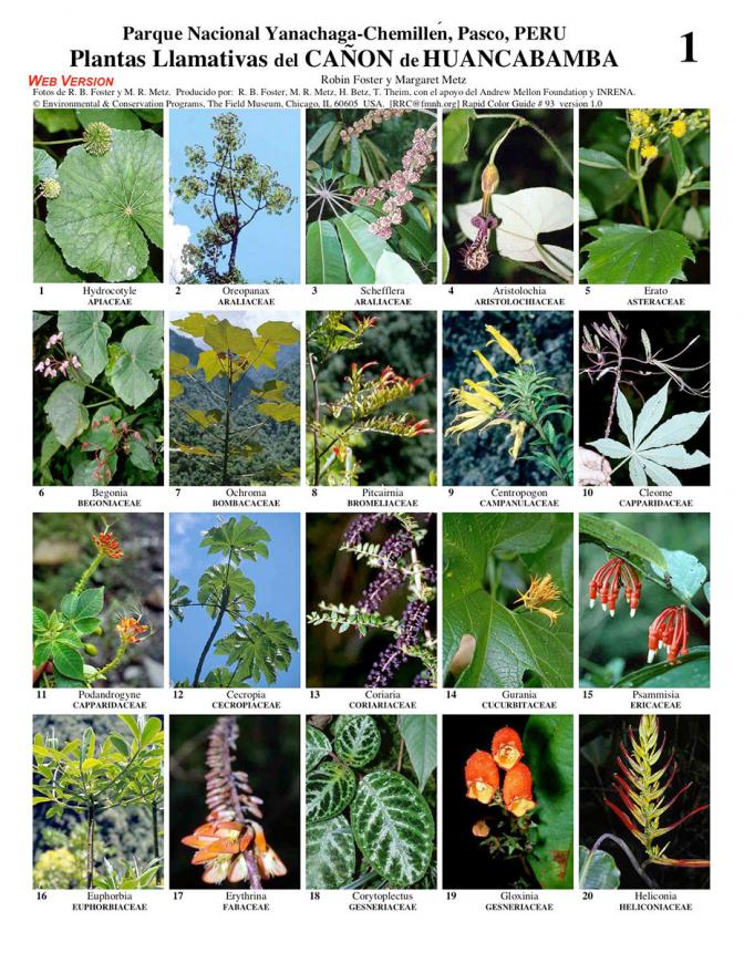 Pasco -- Huancabamba Conspicuous Plants
