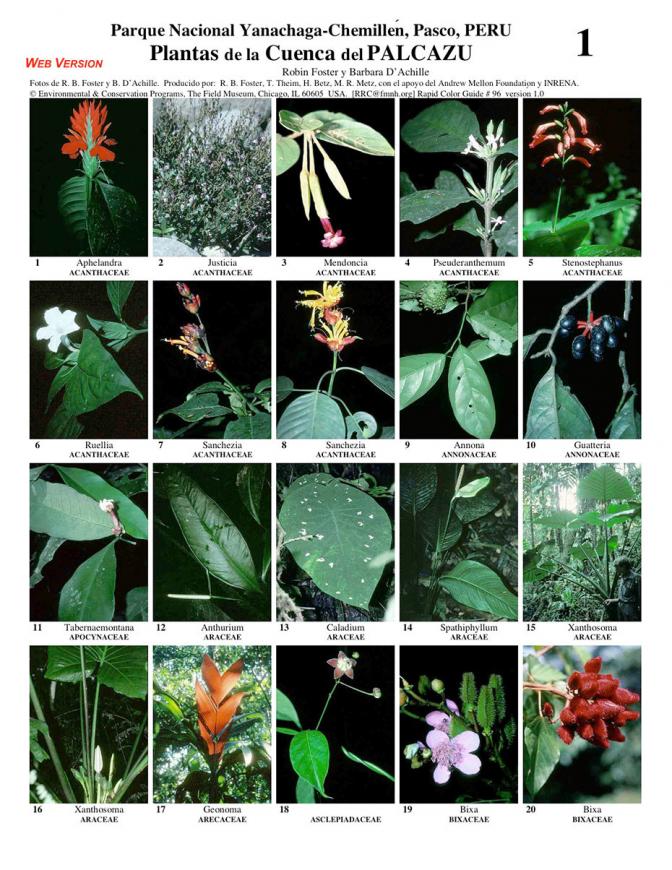 Pasco -- Yanachaga, Palcazu Common Plants
