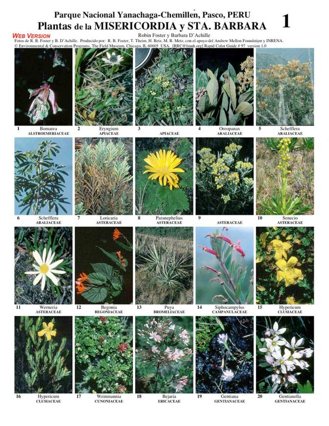 Pasco -- Yanachaga, Sta. Barbara Common Plants