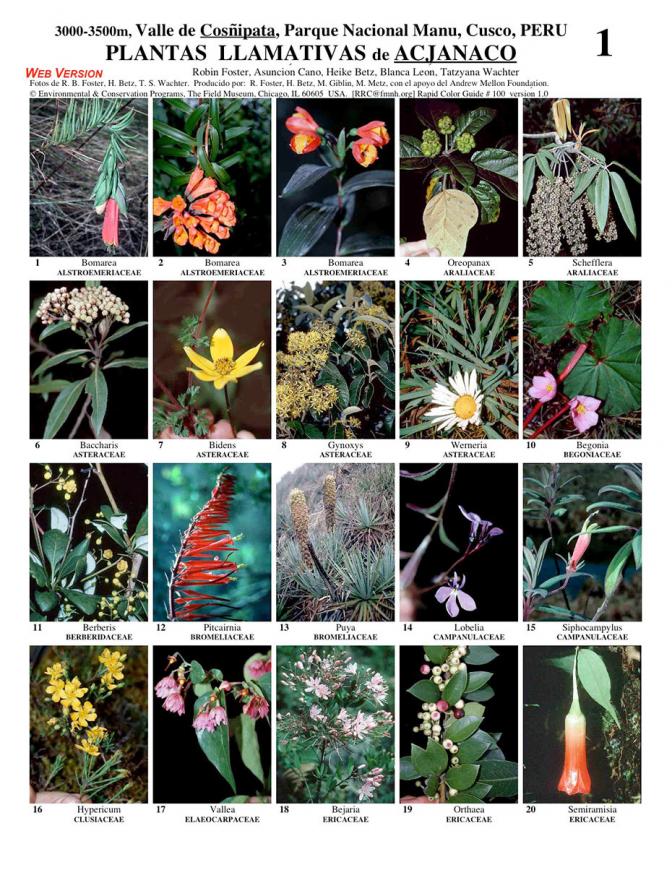 Cusco -- Cosñipata, Conspicuous Plants of Acjanaco