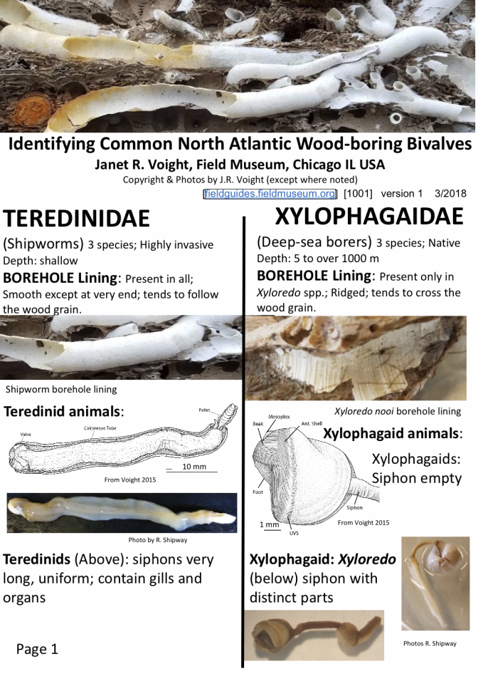  1001_north_atlantic_wood-boring_bivalves.pdf