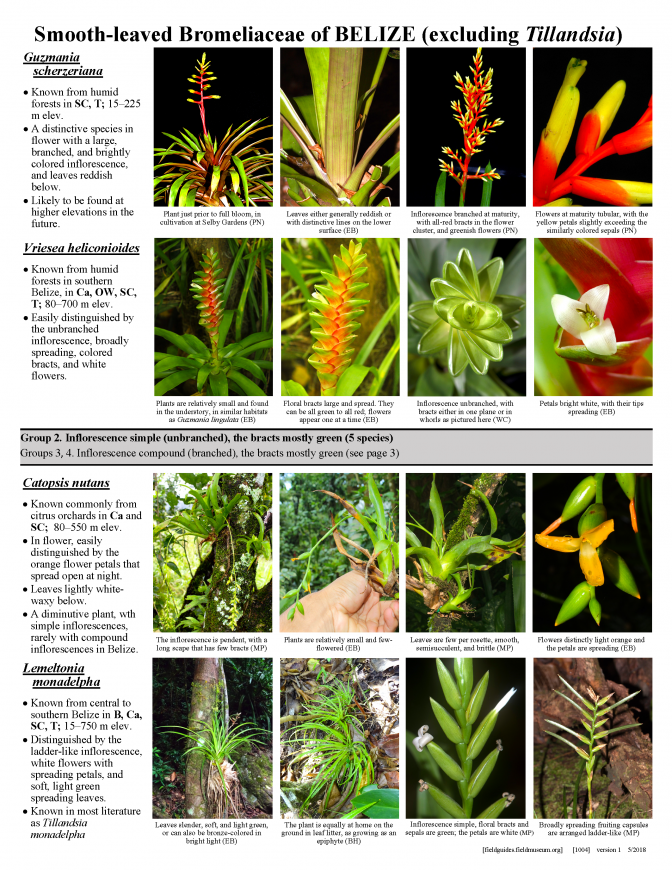 1004_belize_smooth-leaved_bromeliaceae.pdf 