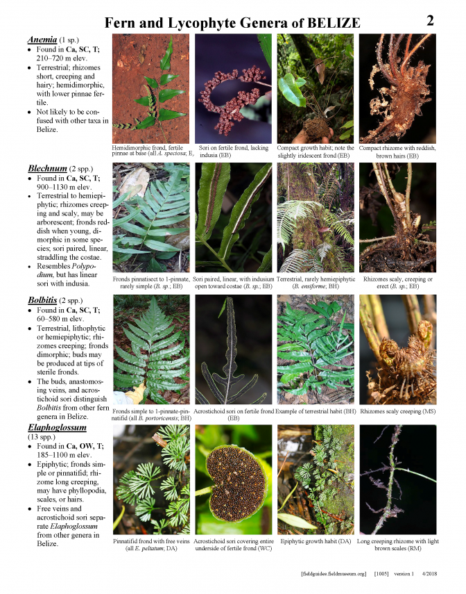 1005_belize_epiphytic_and_lithophytic_fern.pdf