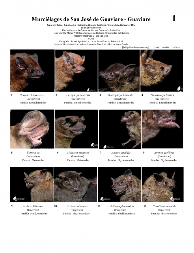 1006_colombia_bats_of_san_jose_del_guaviare_version_2.pdf (2.62 MB) 