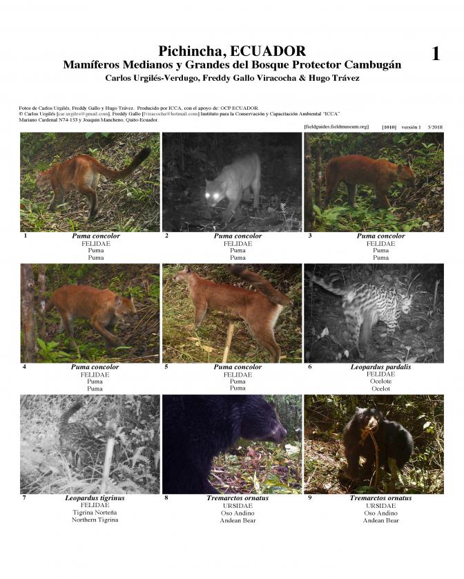 1010_ecuador_mammals_of_cambugan.pdf