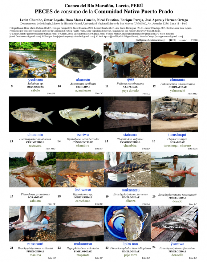 1012_peru_fishes_of_puerto_prado.pdf