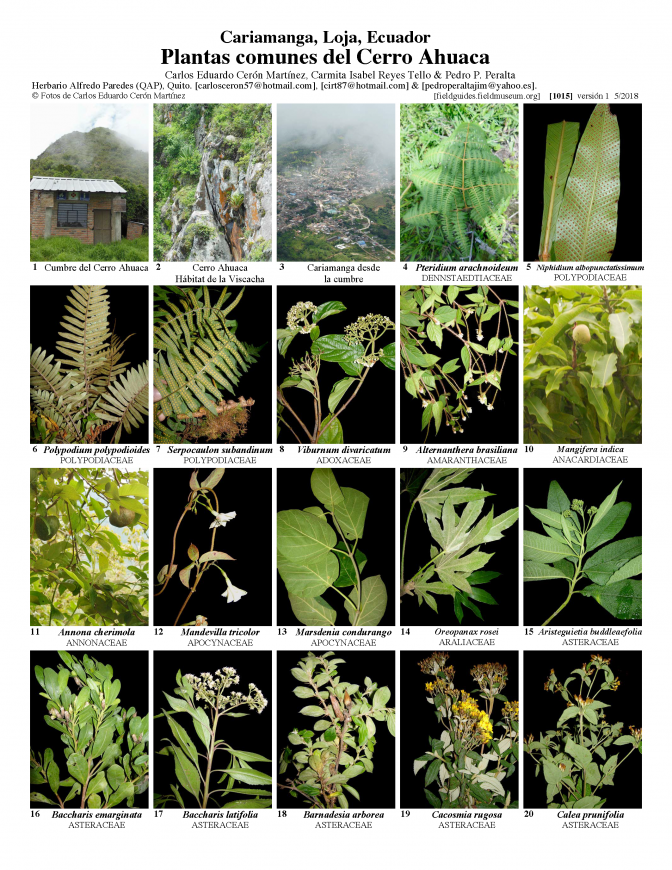 1015_ecuador_plantas_del_cerro_ahuaca.pdf 