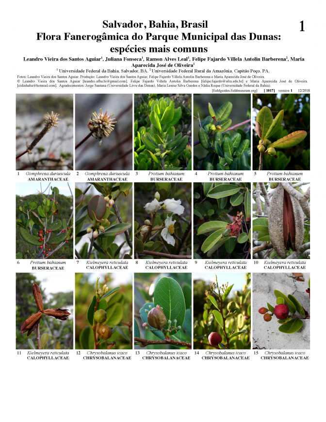 1017_brazil_phanerogamic_flora_of_the_municipal_park_of_the_dunes.pdf 