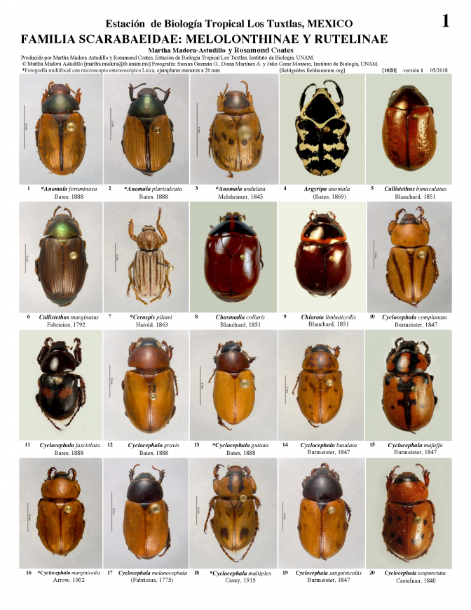 1020_mexico_melolonthinae_and_rutelinae.pdf 