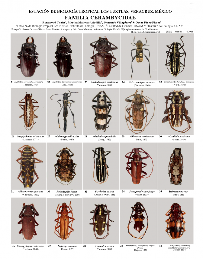 1021_mexico_cerambycidae_of_los_tuxtlas.pdf 