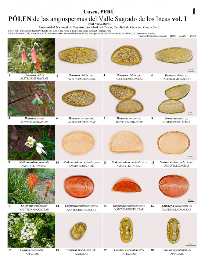 1023_peru_pollen_of_valle_sagrado_de_los_incas_vol._i.pdf