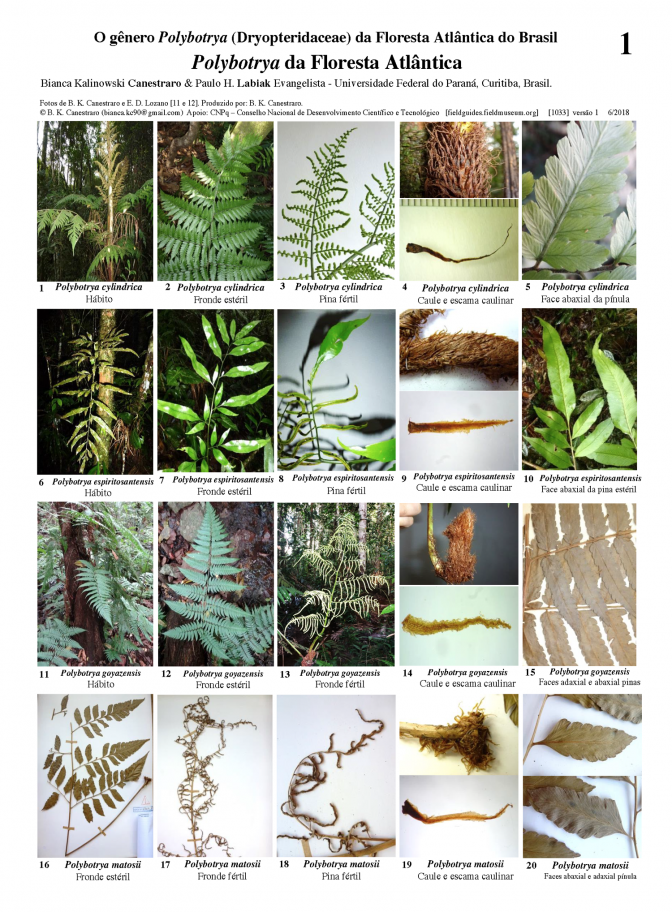 1033_brazil_polybotrya_da_mata_atlantica.pdf 