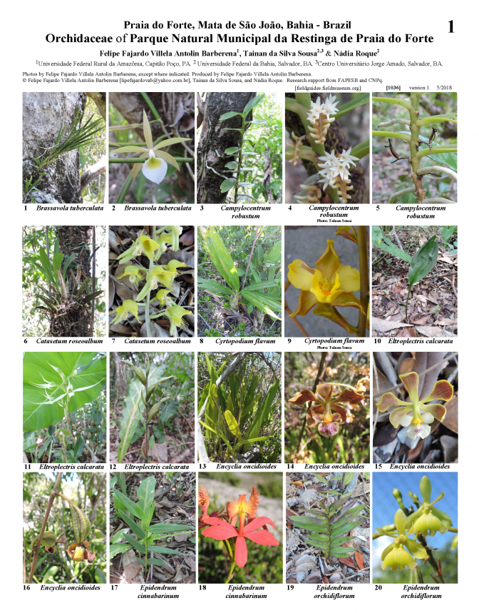 1036_brazil_orchidaceae_of_praia_do_forte.pdf