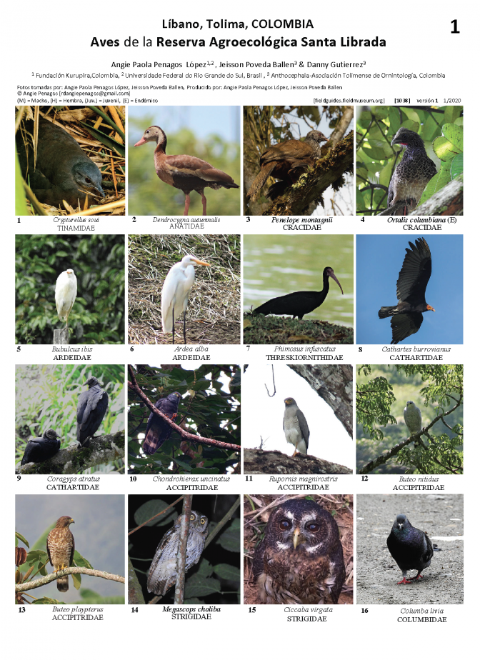 1038_colombia_aves_of_santa_librada_reserve.pdf 