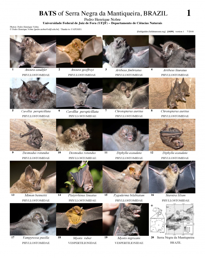 1039_bats_of_serra_negra_da_mantiqueira