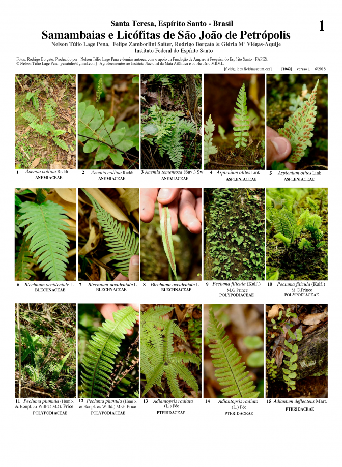 1042_ferns_and_lichophytes_of_sao_joao_de_petropolis.pdf 