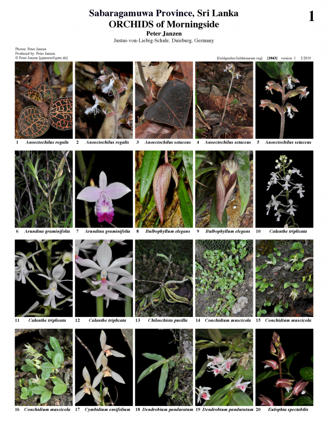 1043_sri_lanka_orchids_of_morningside.pdf 
