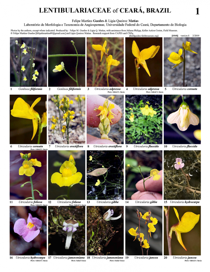 1046_brazil_lentibulariaceae_of_ceara.pdf 