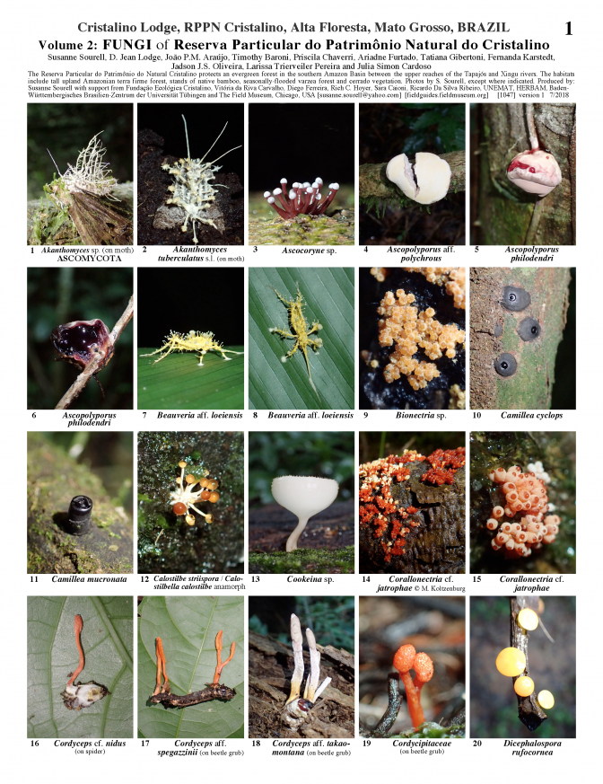 1047_brazil_fungi_of_cristalino_reserve.pdf 