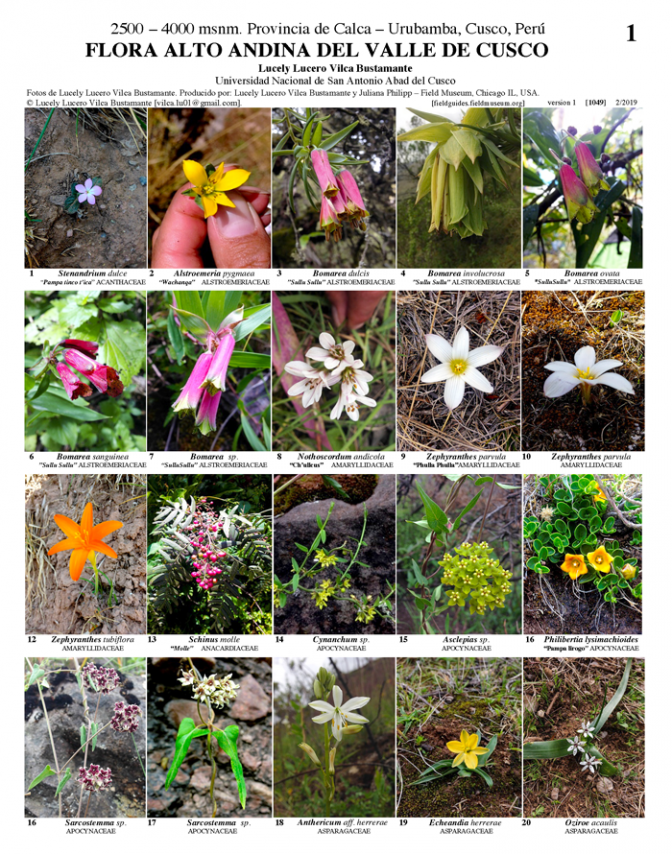 1049_peru_flora_of_valle_del_cusco.pdf